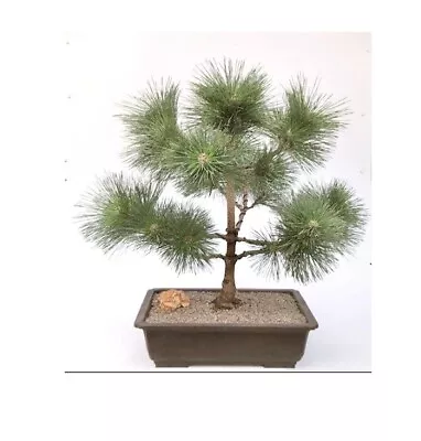 Japanese Black Pine Bonsai Tree Pinus Thunbergii Thunderhead 53 Y.o. 27  Tall • $985.95