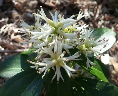 3 Plants With Roots Japanese Spurge Evergreen Hardy Pachysandra Terminalis • $15.99