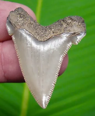 ANGUSTIDENS Shark Tooth - 1 & 3/4  -  REAL FOSSIL - NATURAL - MEGALODON ERA • $45