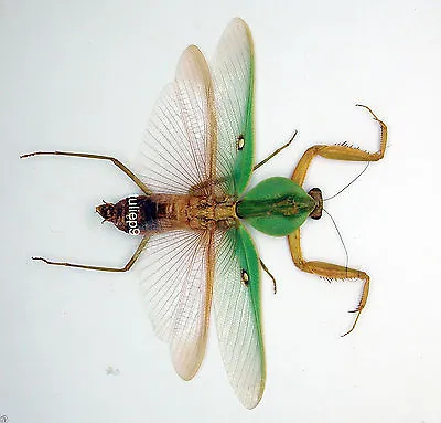 Mantidae- Mantis - Rhombodera Basalis (m) - Tapah Hills (Cameron Highlands Msia • $12.98