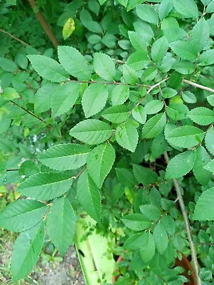 Chinese Elm Rooted Cuttings (for Bonsai) 5 Pieces • $30