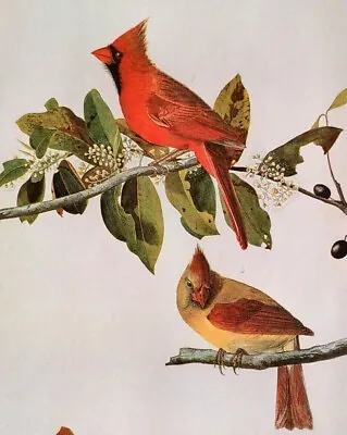 $16.99 • Buy John James Audubon Birds CARDINAL Vintage Art Book Plate Print 398