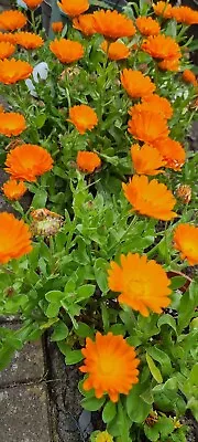 4xCalendula Winter Sun Marigold  Winter Plant  Pugs. • £5
