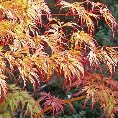 Acer Palmatum  Dissectum Orange Lace In 10cm Pot Maple • £14.25