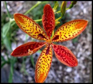 FREE POST AUSTRALIA Leopard Lilly Seeds Belamcanda Chinensis Poor Mans Orchid • $14.95