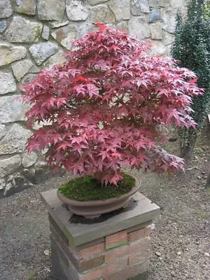 $4.59 • Buy Red Japanese Maple,'Bloodgood' Tree.   20 Tree Seeds Bonsai