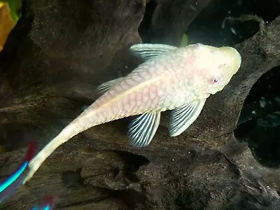 Albino Bristlenose Pleco 1” + - LIVE FRESHWATER TROPICAL FISH • $11.50