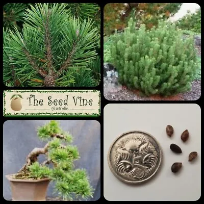 10+ MOUNTAIN PINE SEEDS (Pinus Mugo) Christmas Ornamental Bonsai Evergreen • $7