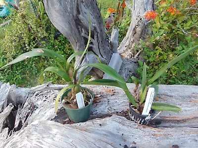 Eny. Jackie Bright And Blc. Jessie Lee 'Hawaii' Bloom Size 4  Pot 2 PLANTS • $30