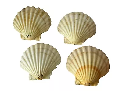 Natural Baking Shells Set Of 4 Scallops 4.5  Cuisine Crafts Decor Made In France • $18