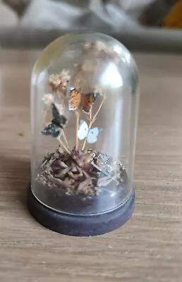 Dolls House Miniature Butterflies Dried Flowers Dome Cloche Beautiful Unusual  • $30.83