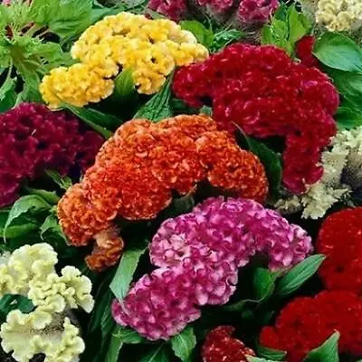 Celosia CRISTATA Mixed Cockscomb Dried Flowers Cutflowers Non-GMO 500 Seeds! • $3.98