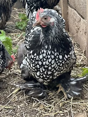 6 X Silver Laced Pekin Bantam Hatching Eggs For Incubator Broody Brinsea RCom • £18