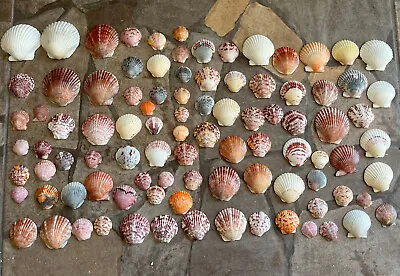 $9.99 • Buy Lot Of 90 Beautiful Shells Sanibel Florida Beach Scallops Calico