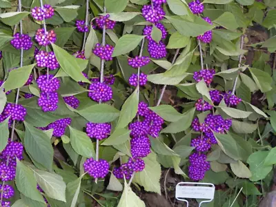 40 American PURPLE BEAUTYBERRY Shrub Flower Callicarpa Americana Seeds • $3