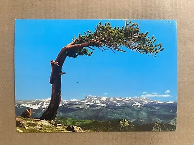 Postcard New Mexico NM Bristlecone Pine Foxtail Pine Rocky Mountains Vintage PC • $4.99