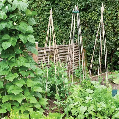 Grow Bitz 4FT / 120cm (20 Stakes) Bamboo Canes Gardening Plant Support • £14