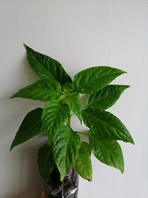 £8.50 • Buy 2× Naga Chilli Plants Black Naga Morich. 100% Genuine Healthy Naga Chilli Plant 