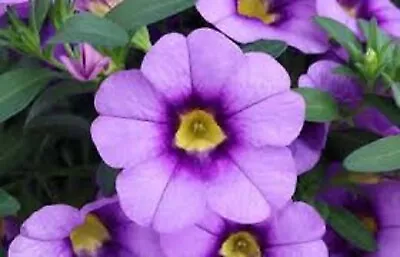 10 X  Trailing Petunias CALIBRACHOA Million Bells SKY BLUE    Pre Order • £12.99