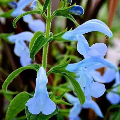 3x Salvia Beyond Blue Plant Plugs Aromatic Ornamental Sage Perennial • £9.95