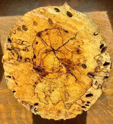 Spalted Pecan Wood Log 8½  X 6 -6¼  Worm Trails Woodworking Craft Turning Wormy • $12.99