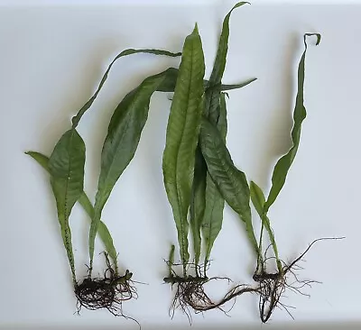 Mature (XL) Java Fern (Microsorum Pteropus) - Small Portion • $6.99