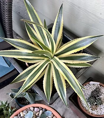 2 Agave Lophanta Quadricolor Starter Plants - 1 Year Old Rooted Pup Succulent • $7.99