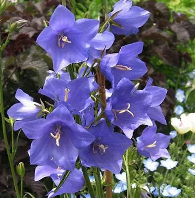 Campanula Blue Persicifolia HP Hardy Fairy Bellflower Fab Cut Flower 300 Seeds • £3.80