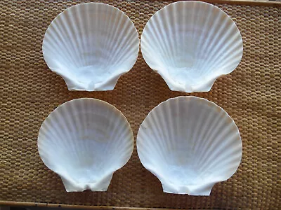 Lot 4 White Scallop Sea Shells Large 5”plus Baking Serving Cooking Beach Crafts  • $27.95