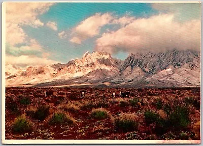 Postcard: Organ Mountains Southern New Mexico - Winter Snowscape With Catt A142 • $3.49