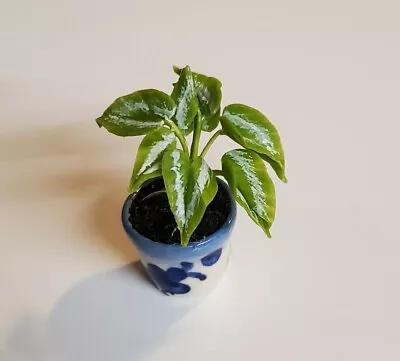 Handmade Dollhouse Miniature Green Variegated House Plant 1/12 Blue Ceramic Pot • $3.85