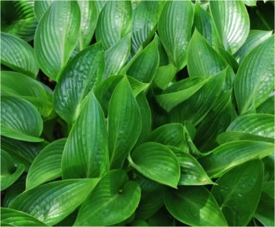 £10 • Buy HOSTA Mixed 4 X 9cm Pot  - 2nd Year HARDY PERENNIAL