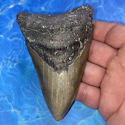 Megalodon Shark Tooth 4.61” Huge Teeth Meg Scuba Diver Direct Fossil Nc 2902 • $9.99