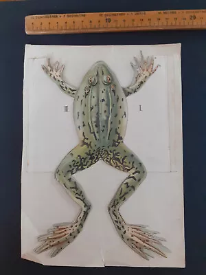 Vintage Frog Dissection Anatomy Diagram Print • $155.63