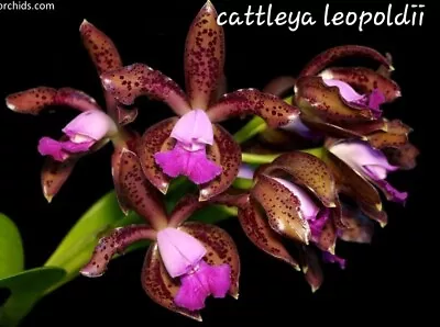 Orchid Species- Cattleya Leopoldii • $55