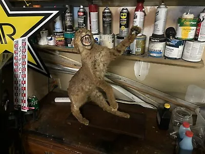 Bobcat Taxidermy Mount For Sale • $60.21