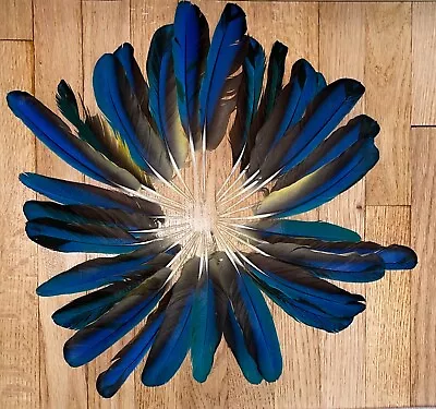 30 Macaw Wing Feathers (Mix Yellow And Red)- Unbeatable Price! • $300