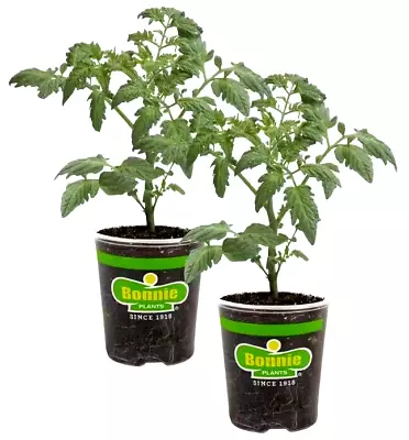 Bonnie Plants Cherokee Purple Heirloom Non-GMO Tomato Plant - 19 Oz.  Pack Of 2 • $19.97