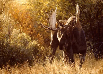Carl Brenders SUDDEN ENCOUNTER Bull Moose Art Print ARTIST PROOF A/P #15/76 • $234