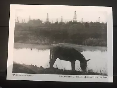 Postcard California La Brea Tar Pits- Drinking & Sinking Rancho La Brea 1910 • $5