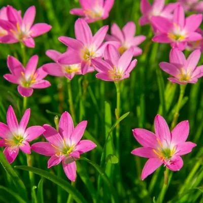 10 X Hardy Rain Lilies - ZEPHYRANTHES ROBUSTA -10 Bulbs  • £6.99