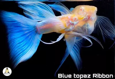 1 Trio ☆ TrAlbino Sky Blue Topaz Ribbon] Live Aquarium Guppy Fish High Quality. • $44.95