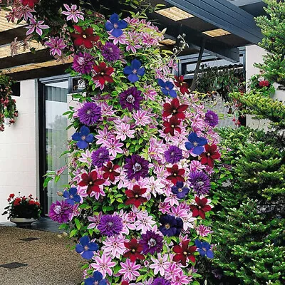 £24.99 • Buy Clematis Rainbow 4 Plants 4 Colours Mixed Display Garden Flower Plants