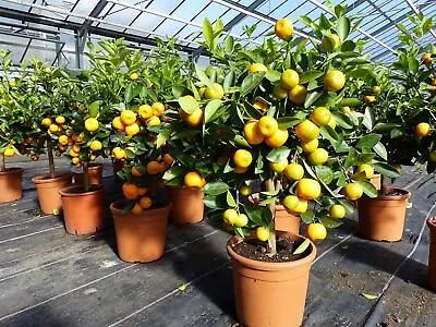 30-100 Bonsai Fruit Tree Calamansi Seeds Lime Orange Citrus Rare Seeds • $7.99