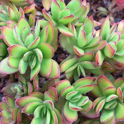 Crassula Dejecta - 80mm Succulent Plant • $9.95