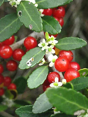 Ilex Cassine- DAHOON HOLLY Florida Native Wild Tree Bonsai Shrub Seed  15 Seeds • £8.54