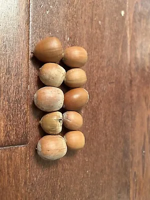 10 Large Michigan Northern Red Oak Tree Acorns Without Cap Seeds Fall Decoration • $9.99