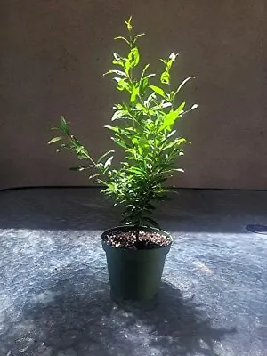 Dwarf Bonsai Pomegranate Tree Container Indoor Outdoor Live Plant 4  Pot • $9.95