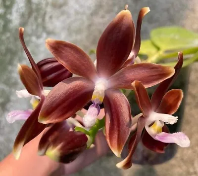$60 • Buy Phalaenopsis Speciosa  Coffee  X  Blue  Orchid Species Flask