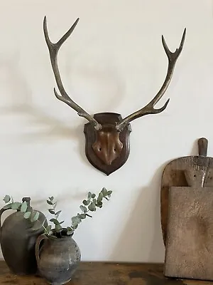 Vintage Antique Wall Mounted Antlers • £195